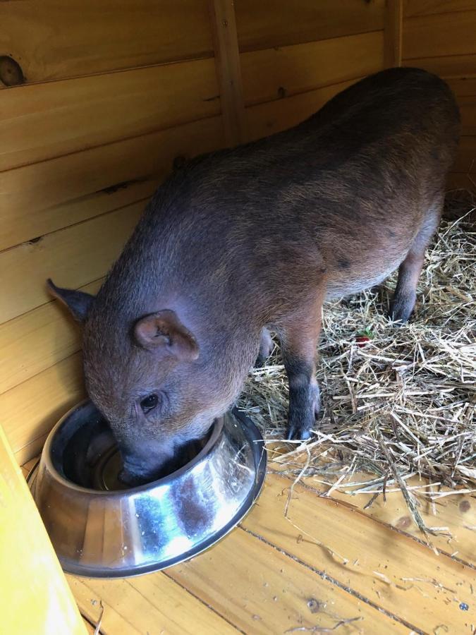Hotel La Grange - Animal Chic Hotel Courmayeur Exterior foto