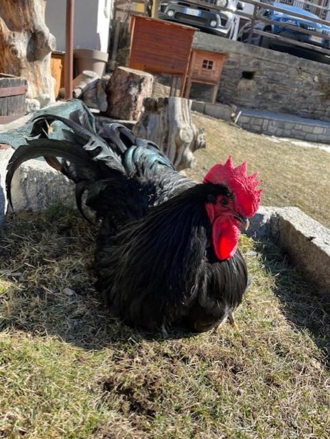 Hotel La Grange - Animal Chic Hotel Courmayeur Exterior foto