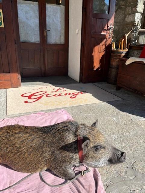 Hotel La Grange - Animal Chic Hotel Courmayeur Exterior foto