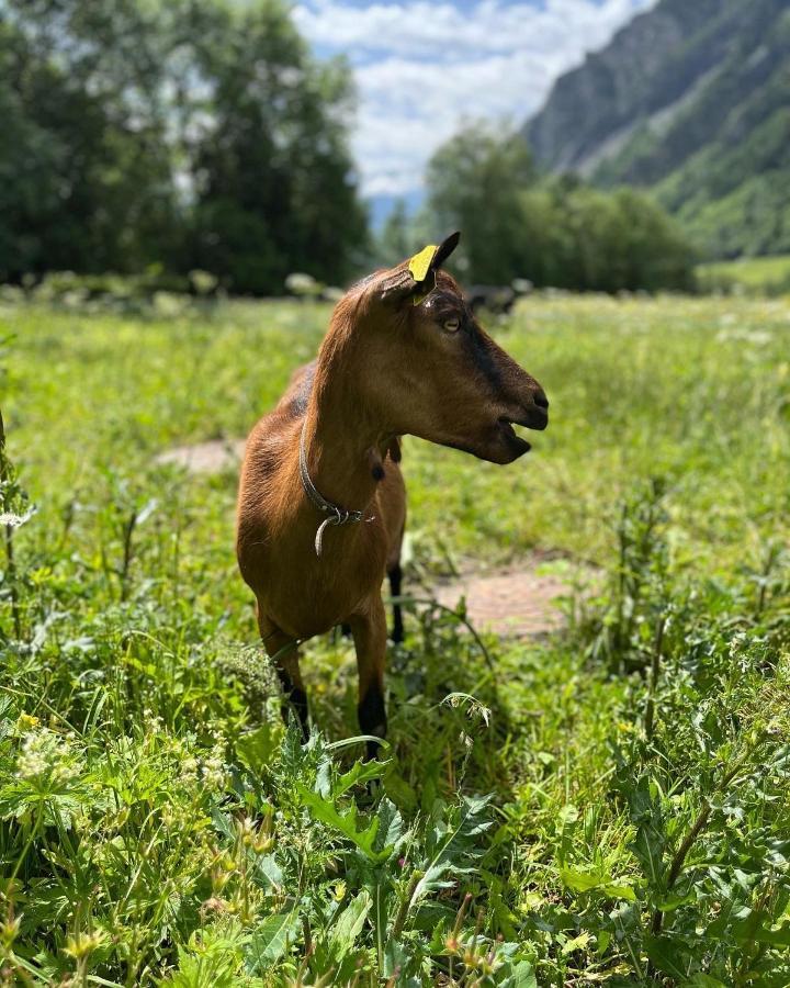 Hotel La Grange - Animal Chic Hotel Courmayeur Exterior foto